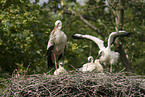 white storks