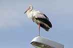 white stork