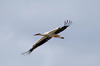 white stork