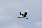 white stork