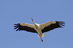 white stork