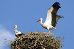 white storks