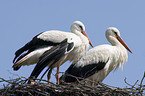 white storks