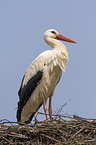 white stork