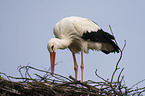 white stork