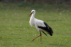 white stork