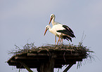 white storks