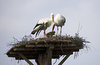 white storks