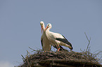 white storks