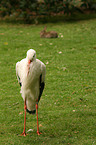 white stork