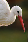 white stork