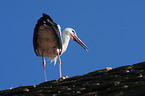 white stork