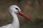 white stork portrait