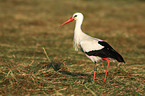 white stork