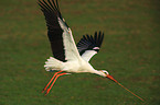 white stork