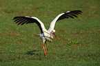 white stork