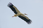 white stork