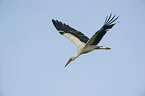 white stork