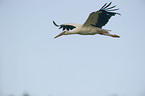 white stork