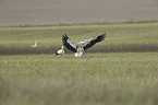 white storks