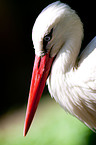 white stork