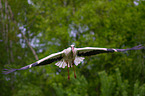 white stork