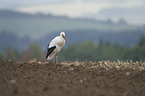 white stork