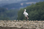 white stork