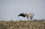 white storks