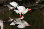 white storks