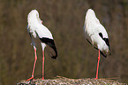 white storks