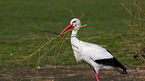 white stork