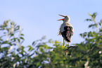 white storks