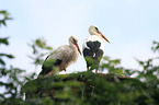 white storks