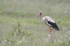 white stork