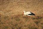 white stork