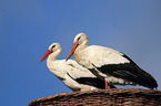 white storks