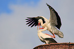 white storks