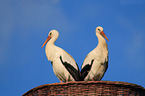 white storks