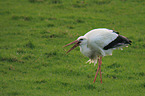 white stork