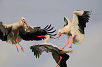 white storks