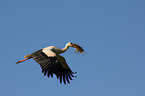 white stork