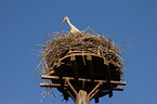 white stork