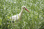 white stork