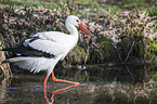 white stork