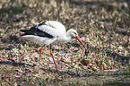 white stork