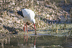 white stork