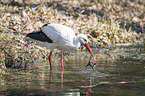 white stork