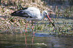 white stork