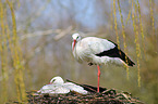 white storks